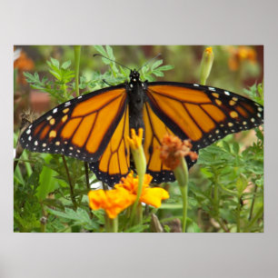 Min Monarch Butterfly-poster Poster