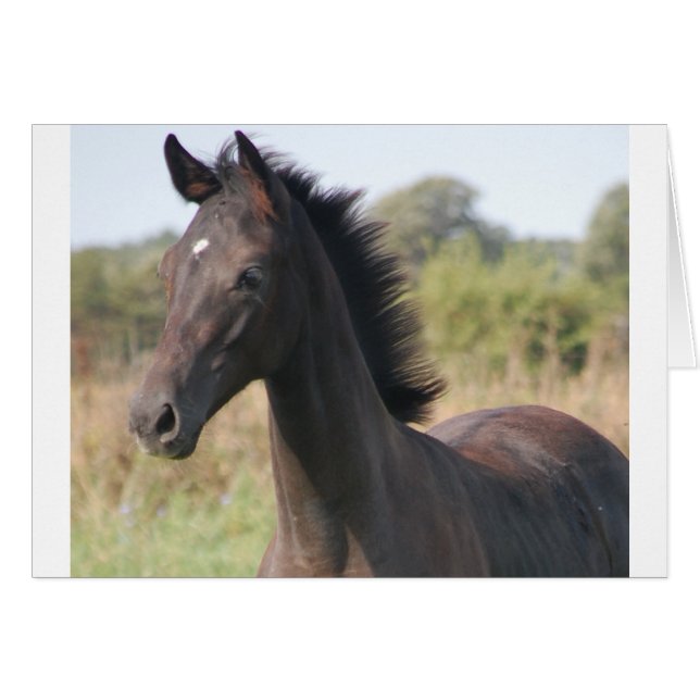 Min New Pony Hälsningskort (Framsidan Horizontal)