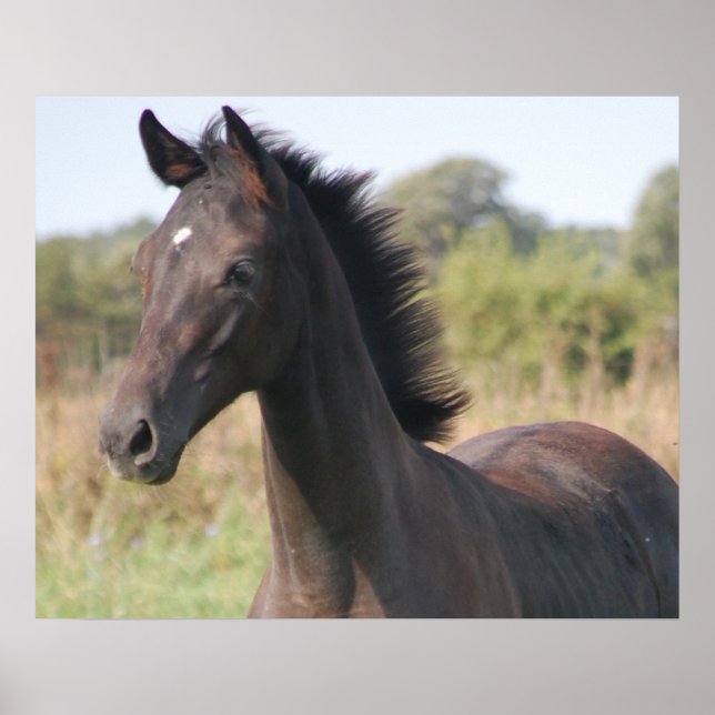 Min New Pony Poster (Framsidan)