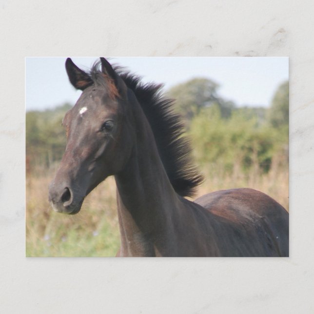 Min New Pony Vykort (Framsida)