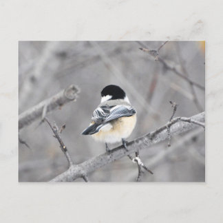 Min nya vinter jackar, blint! : vykort