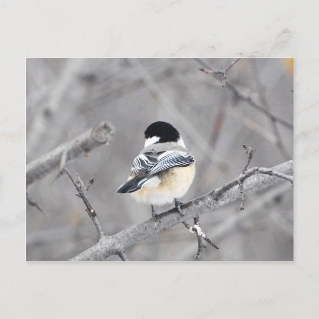 Min nya vinter jackar, blint! : vykort (Framsida)