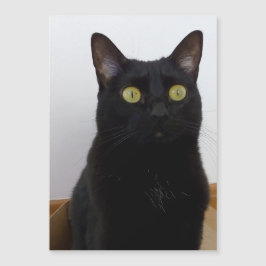 Min panter (Panther)