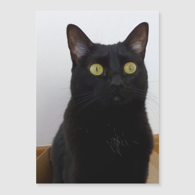 Min panter (Panther) (Framsida)