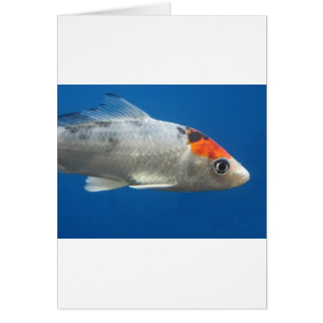 Min Pet Koi Fish Hälsningskort (Framsidan)