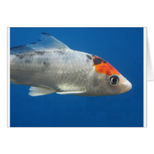 Min Pet Koi Fish Hälsningskort