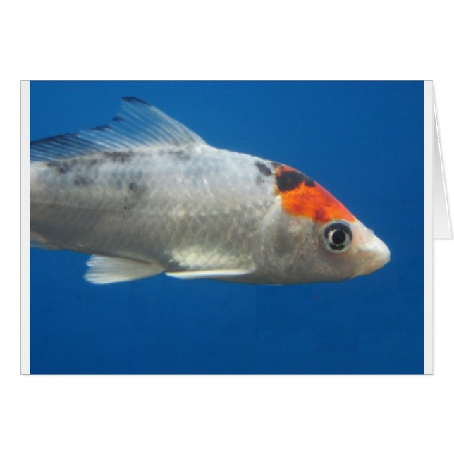 Min Pet Koi Fish Hälsningskort (Framsidan Horizontal)