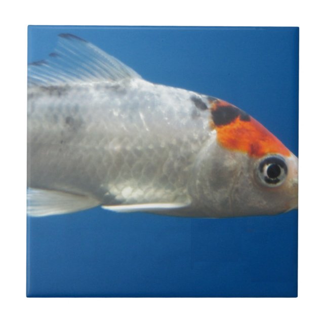 Min Pet Koi Fish Kakelplatta (Framsidan)