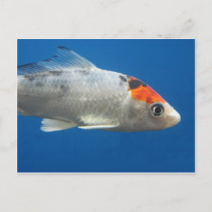 Min Pet Koi Fish Vykort