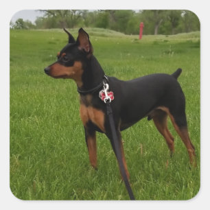 Min Pin Fyrkantigt Klistermärke