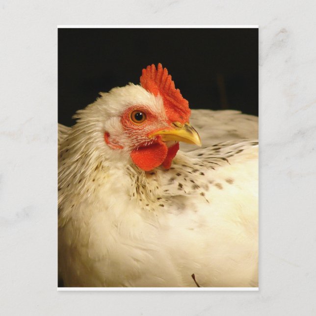 Min pojke vykort (Framsida)