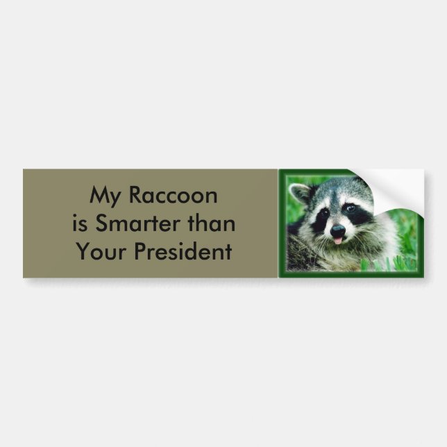 Min Raccoon är mer smart än din president Bildekal (Framsidan)
