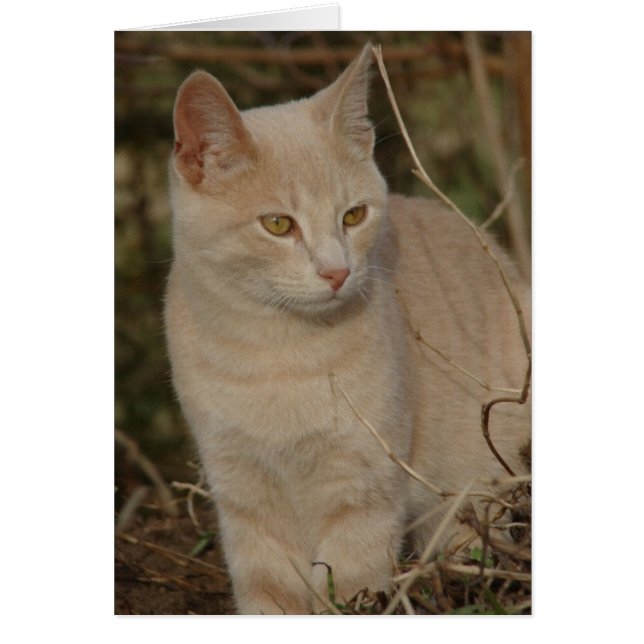 Min Rascal Hälsningskort (Framsidan)