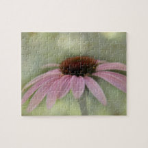 Min rosa Coneflower "Echinacea purpurea".