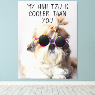 Min Shih Tzu är coolare än dina solglasögon Foto Canvastryck