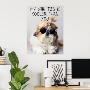 Min Shih Tzu är kylare än du solglaserar fotot Poster