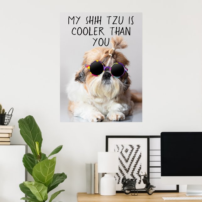Min Shih Tzu är kylare än du solglaserar fotot Poster (Hemmakontoret)