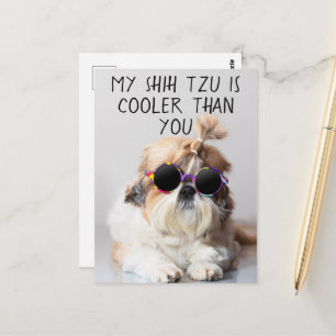 Min Shih Tzu är kylare än du solglaserar fotot Vykort