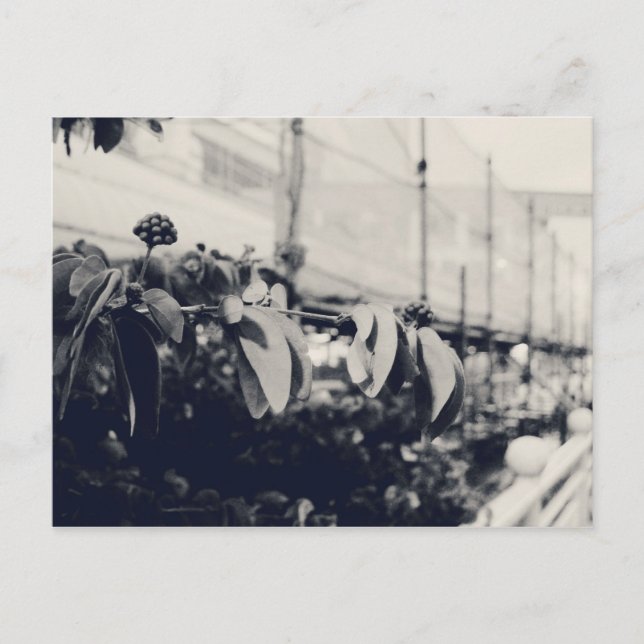 Min Singapore: Heartlands Series #6 Vykort (Framsida)