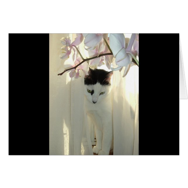 Min Söt Kattunge Hälsningskort (Framsidan Horizontal)