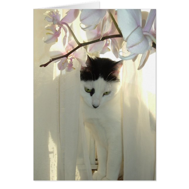 Min Söt Kattunge Hälsningskort (Framsidan)