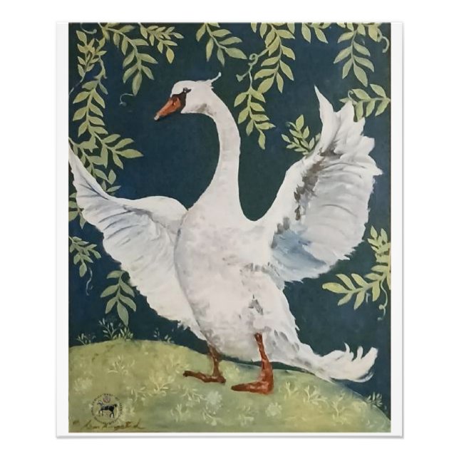 min söta svan fototryck (Framsidan)