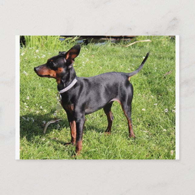 min-stift svart och rost-fullt vykort (Framsida)