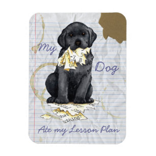 Min Svart lab Ate My Lesson Plan Magnet