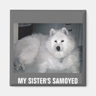 MIN SYSTER SAMOYED MAGNET