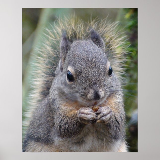 Min vän Fuzzy Poster (Framsidan)