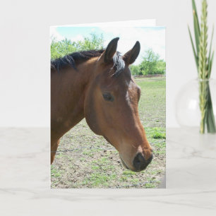 Min vän, Horse Kort