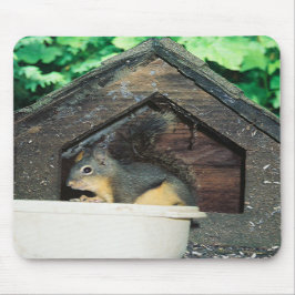 Min vän... musmatta