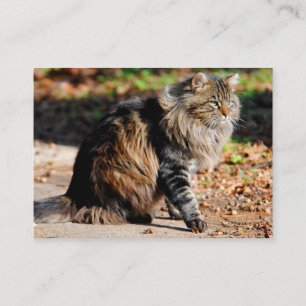 Min visitkortar för katt för ekollonMaine Coon Visitkort