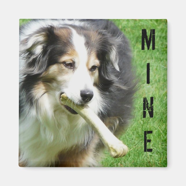 MINA! Australian shepherd Magnet (Framsidan)