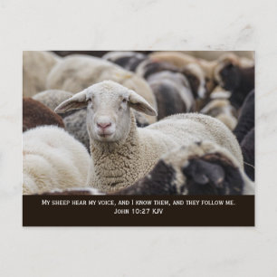 Mina får hör min röst, Johannes 10:27, Vykort