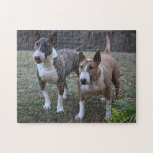Minature Bull Terriers Pussel