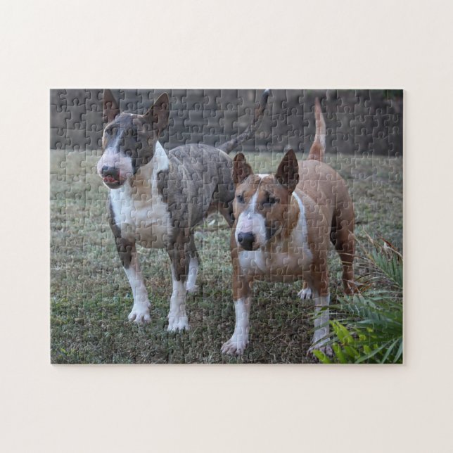 Minature Bull Terriers Pussel (Horisontell)