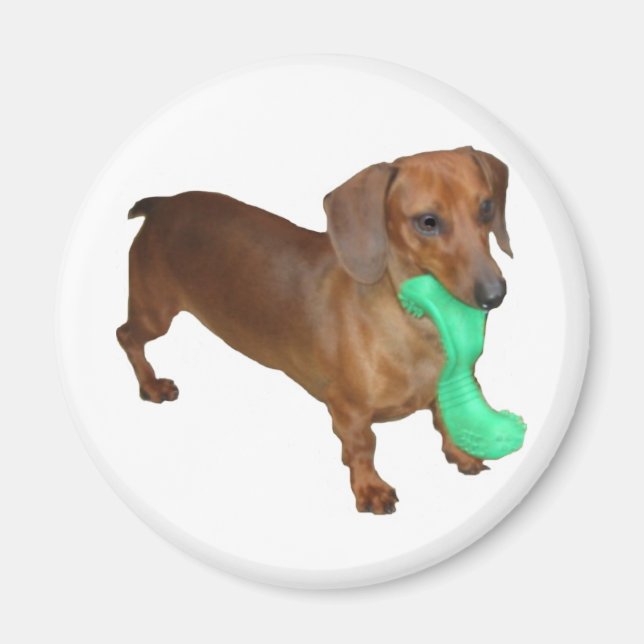 Minature Dachshund Magnet (Framsidan)