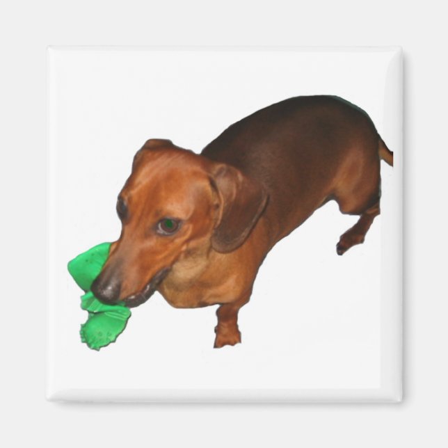 Minature Dachshund Magnet (Framsidan)