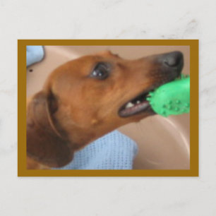 Minature Dachshund Vykort