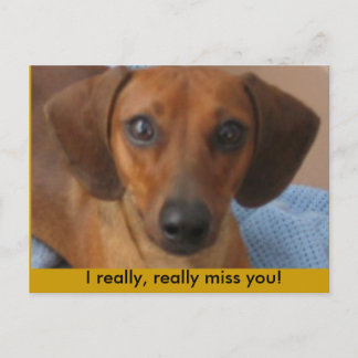 Minature Dachshund Vykort