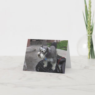 Minature Schnauzer BIKER Kort