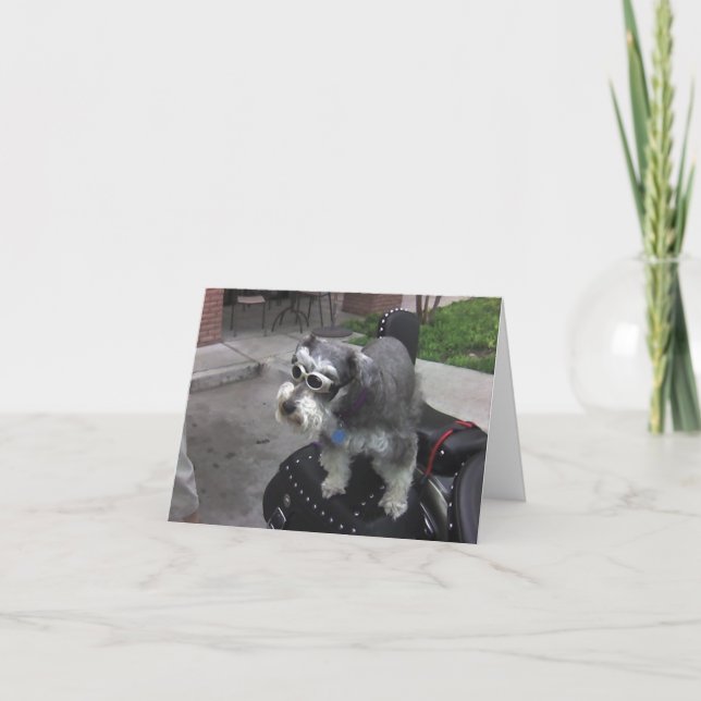 Minature Schnauzer BIKER Kort (Framsida)