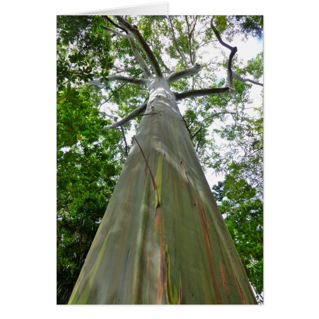 Mindanao Gum Träd Hälsningskort (Framsidan)