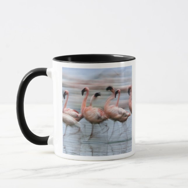 Mindre flamingor i rörelse, Phoenicopterus Mugg (Vänster)