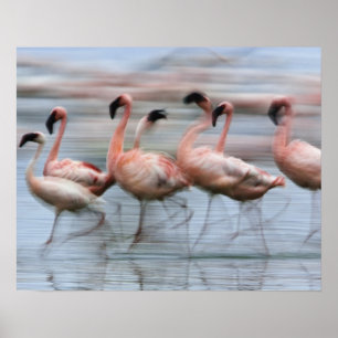 Mindre flamingor i rörelse, Phoenicopterus Poster
