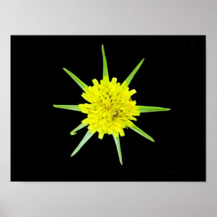 Mindre getskägg vild blomster affisch