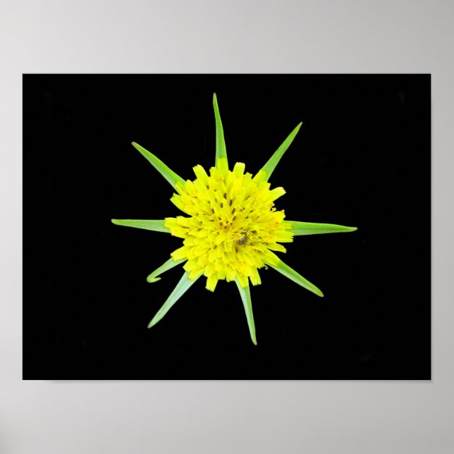 Mindre getskägg vild blomster affisch (Framsidan)