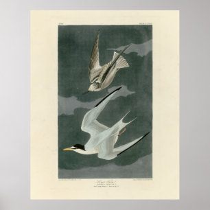 Mindre (minst) Tern - Audubon's Birds of America Poster