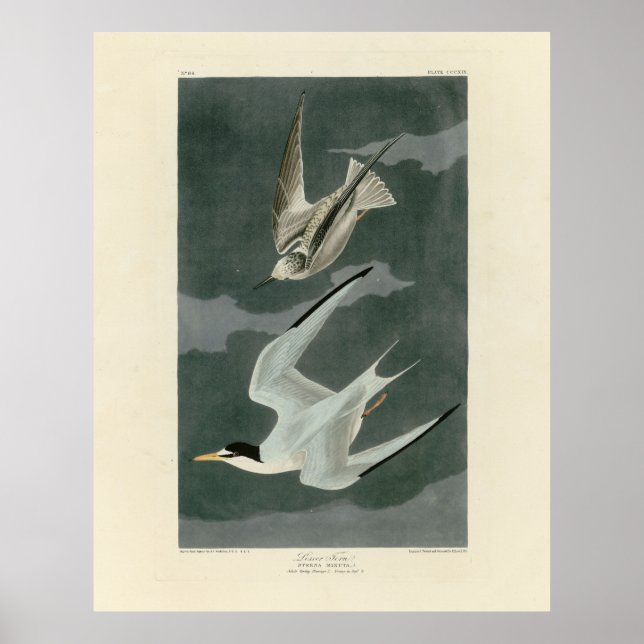 Mindre (minst) Tern - Audubon's Birds of America Poster (Framsidan)